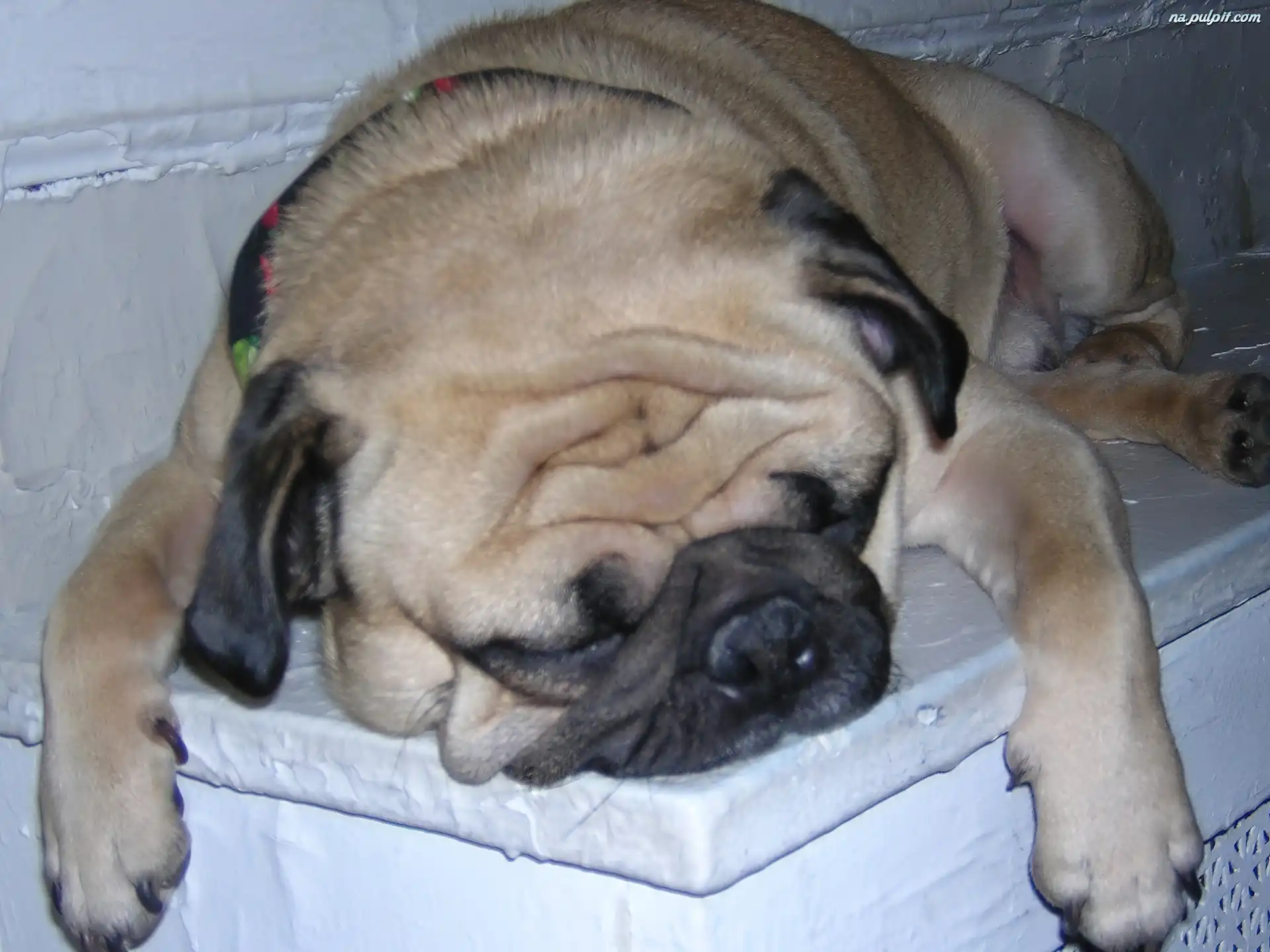 dubstep pug mopsy mops bilder news infos aus dem web dubstep pug mopsy mops bilder news infos aus dem web